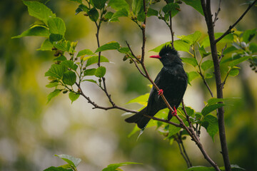 Black Bulbul in natural habitat
