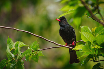 Black Bulbul in natural habitat