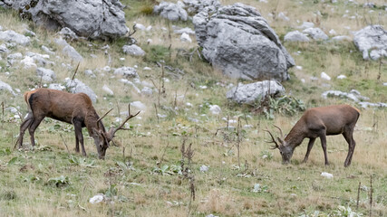Naklejka na ściany i meble Pair of red deer in the national park, Europe (Cervus elaphus)