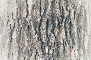 wood texture