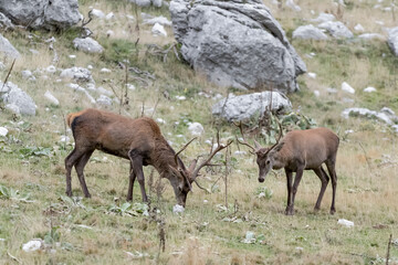 Deer males in the mountains (Cervus elaphus)