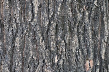 bark of a tree