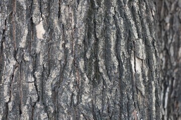 Obraz premium bark of a tree