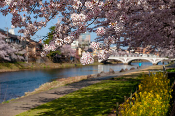 Obraz premium 桜