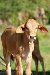 Two skinny calves in a sunny meadow.