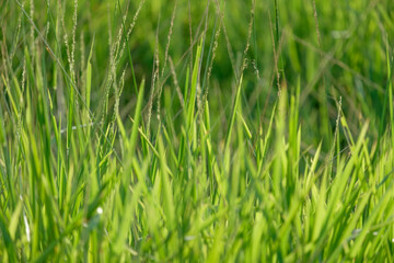 Obraz premium Fresh green grass closeup background. Soft Focus