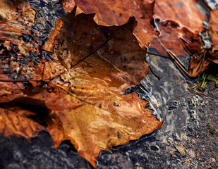 Puddle Leaf