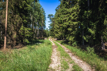 Road in forest near Berkanowo village, West Pomerania region of Poland
