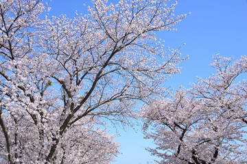 三重県伊勢市　宮川堤の桜