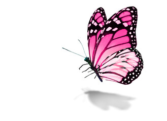 Color monarch butterfly , isolated on the white background