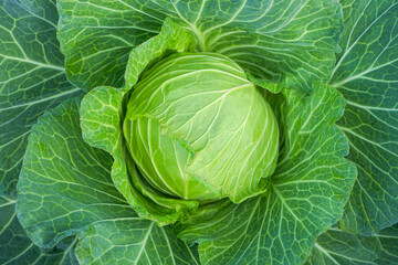 Obraz premium Close up of Green cabbage head in the garden