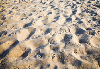 close up photo of sand and soil