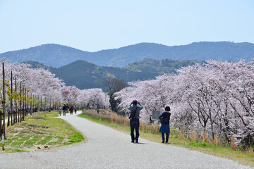 Obraz premium 三重県伊勢市 宮川堤の桜