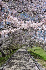 三重県伊勢市　宮川堤の桜