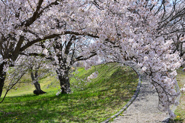 三重県伊勢市　宮川堤の桜