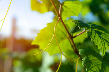 Close up of green leaves on grapes bush in a farm