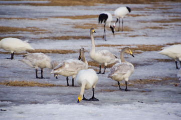 湿原で餌をとる白鳥と丹頂鶴