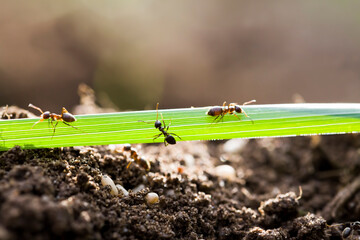 ants crawling on the sand