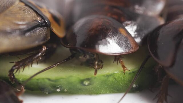 Madagascar cockroaches eat cucumber close up.