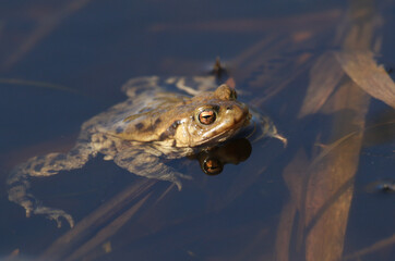 A Common Toad, Bufo bufo, just out of hibernation in spring in a pond during breeding season. It is waiting for toads to come into the water so it can mate and spawn with them.