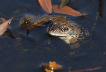 A Common Frog, Rana temporaria, just out of hibernation in spring in a pond amongst the spawn during breeding season. It is watching for further frogs to come into the water so it can mate with them.