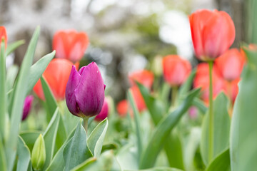 色とりどりのチューリップのお花畑