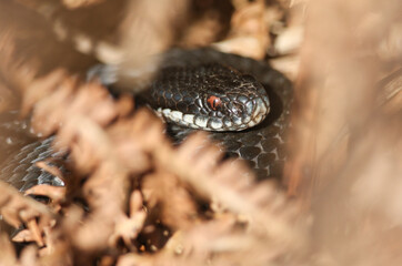 A magnificent Melanistic Adder, Vipera berus, coiled up in bracken warming itself in the morning sunshine.