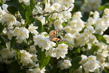 beautiful white jasmine flowers in the spring season