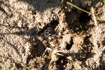 ants crawling on the sand