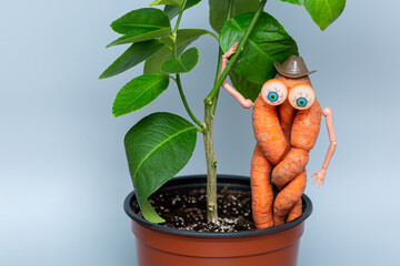 funny carrot with hands, eyes and a hat. carrots hold onto the plant and look at you