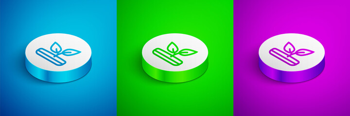Isometric line Sprout icon isolated on blue, green and purple background. Seed and seedling. Leaves sign. Leaf nature. White circle button. Vector