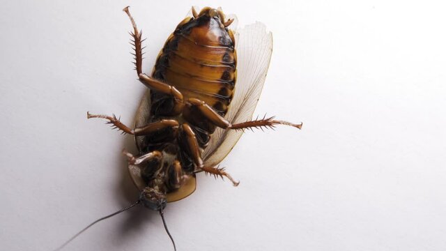 Cockroach lies on its back. White background. Close up.