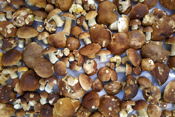 White mushrooms, dietary and tasty white mushrooms, seasonal edible wild mushrooms are collected in the forest.