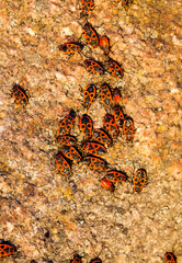 the structure of an ordinary stone, close up