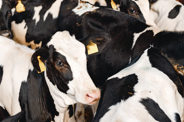 Obraz na płótnie Canvas Black and white spotty cows on a farm