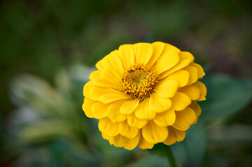 Bright Yellow zinnia flower in the garden (common zinnia, youth-and-age, elegant zinnia).  blurred green background.
