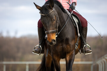 Horse dressage in portraits from the front with rider on the riding arena, head of the horse in focus..