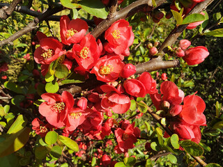 The red flowers of chaenomeles speciosa or chaenomeles japonica bloom on a sunny spring day.