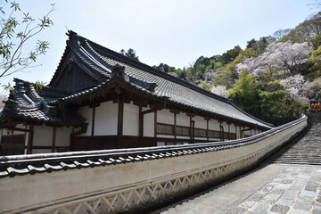 春の長谷寺　昭和寮　奈良県桜井市