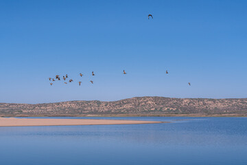 Quiet blue river and flock of flying birds, hills and blue sky on background