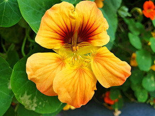 Fototapeta premium Close up of yellow nasturtium or tropaeolum majus flowers.