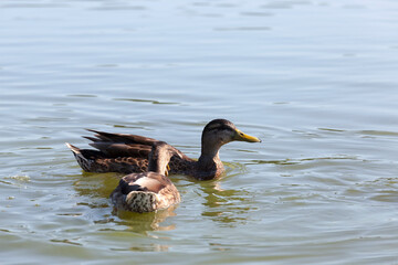 wild birds ducks in their natural habitat