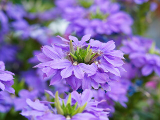 Blaue Fächerblumen oder Scaevola aemula, schöne Zierpflanze mit smaragdgrünen und brilliant Blättern und blauen Blüten
