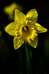 yellow daffodil flower