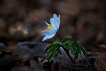 Buschwindr&ouml;schen