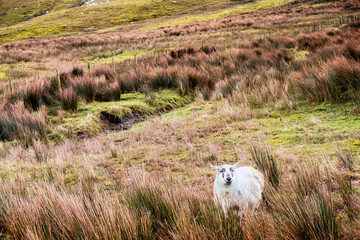 Fototapeta premium Sheep in a green field in a tall grass