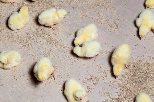 genetically modified white meat chicken in a poultry farm