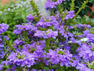 (Scaevola aemula) Blaue Fächerblume mit blaue oder tief blauviolette Kronblätter....