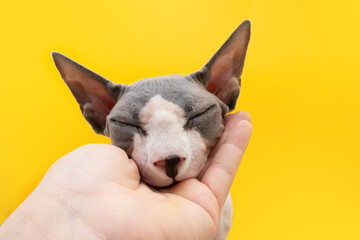 Friendly and loving sphynx cat. Isolated on yellow background. Person petting the kitten.