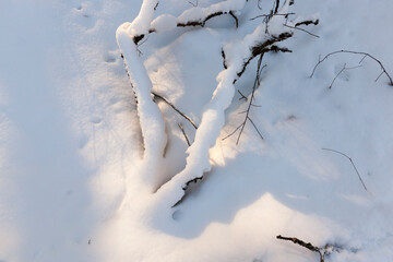 winter season in the forest or in the park